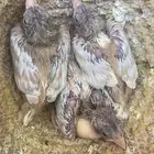 فروخ كناري