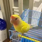 طير روز هدد