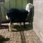 تم البيع