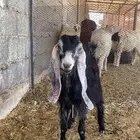 جفره عارضية عمر اربع شهور سمين وصحتها شرط. البيع على السوم