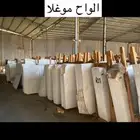 رخام بسطه درج الواح ب اسعار جمله الجمله من ارض المستودع