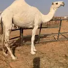 بكره علا جمران بعير الامير