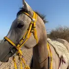حصان