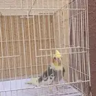 ذكر كروان جاهز
