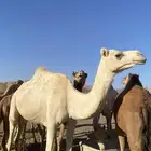 ناقه متلي ام ربع نقبل البدل با جمل طبع من ثاني يل اولال ناب