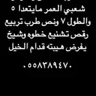 مطلوب حصان واهو او شعبي