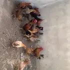 دجاج للبيع