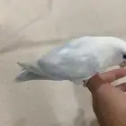 طير روز ذكر