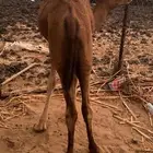 قعود للبيع
