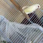 ذكر روز اينو