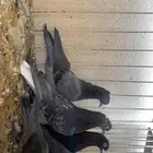 حمام قلاب للبيع لأعلى سوم