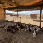 دجاج بلد العدد 70 مابين ذكور و اناثي على السوم