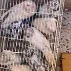 الحناكيه