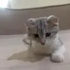 قطه لتبني