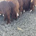 سواكن مرابي سمان