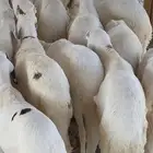 سواكن مرابي خمس شهور على شعير وذرة صفرا