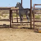 حصان
