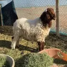 للبيع خروف العدال فوق الوسط الصحه ممتازه ماشاءالله الكريم