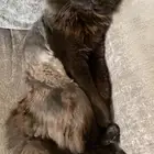 قط شيرازي لتبني