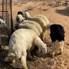 خرفان. العدد 7. نجد 3. وهجين نجدي بنعيمي 4