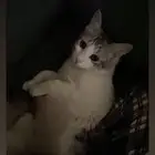 قط للتبني
