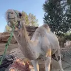 قعدان لبيع جمله