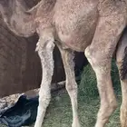 كعود