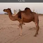 خلفات