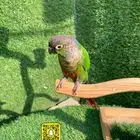 ببغوات كنيور اليفه