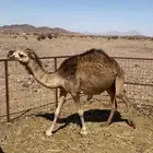 بكره