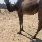لبيع ناقه رباع
