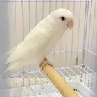 ماشاءالله انثى روز البينو