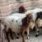 خروف هرفي
