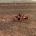 ديكه ودجاج شرط صحه وبياض
