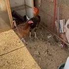 ديك شامو علي باكستاني