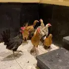 صوص دجاج العمر من شهر الا شهرين ونص