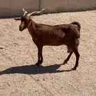 عنز بيشيه