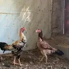 دجاج باكستاني للبيع