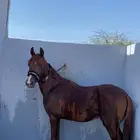 حصان شعبي شرط من كل شي عمر الحصان سنتين ونص