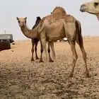 ذلول هجن طيبه