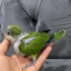كويكر الراهب