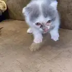 قطة اسكواتش فولد