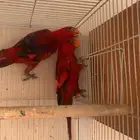 جوز رد لوري محلل DNA