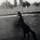 مهر شعبي ولد ال شامخ معسوف ولمهر تربيع رقص ولا يتشكي من شي