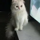 قطط تزاوج انثى