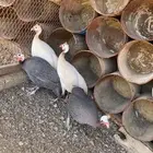 دجاج حبشي