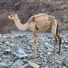 بكره للبيع بنت جنفان عزيز داغر البلوي