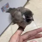 بلبول للبيع