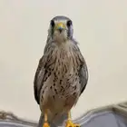 شبوط وحش للبيع