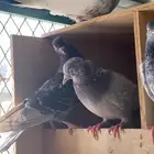 جوز قلابي قطايف